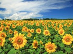 夏期講習 うすい学園